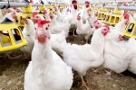 Bird flu USA outbreak, Bird flu, bird flu outbreak in the usa triggers doubts, Dairy