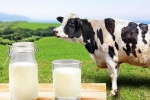 Cow Milk Protein news, Cow Milk Protein, can cow milk protein lead to type 1 diabetes, Diabetes