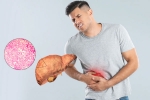 Fatty Liver news, Fatty Liver research, fatty liver can be reversed in just one month, Tips