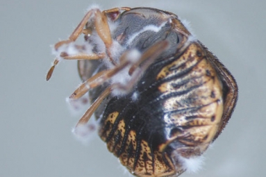 Fungal Pesticides Offer Alternative To Traditional Chemicals