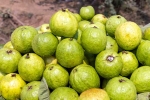 Guava good for health, Guava bad for whom, who should be careful with guava, Rbi Guava good for health, Guava bad for whom, who should be careful with guava, Rbi