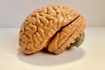 Alzheimer’s, Indian Brain Atlast, indians have smaller brains a study revealed, Brain diseases