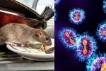 Hantavirus latest, Hantavirus, is hantavirus mutating to become more contagious, Hantavirus 2026