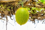 Snake Venom medicine for Snake Venom, Snake Venom medicine, this miraculous plant can neutralise snake venom in minutes, Tuna