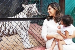 Klin Kaara celebrations, Klin Kaara breaking updates, klin kaara meets her namesake tigress on second birthday, Box