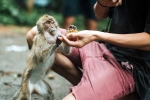 Monkey Bite latest, Monkey Bite doctors, what to do after a monkey bite, Chili Monkey Bite latest, Monkey Bite doctors, what to do after a monkey bite, Chili