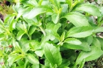 Stevia Blood Sugar Levels, Stevia, is consuming stevia bad for blood sugar levels, Blood pressure Stevia Blood Sugar Levels, Stevia, is consuming stevia bad for blood sugar levels, Blood pressure