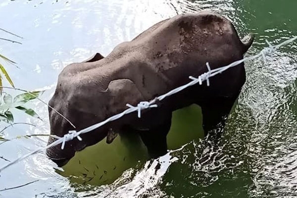 Whole Nation Mourned At Elephant’s Death In Kerala