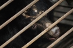 bear bile, China, bear bile touted as a potent coronavirus treatment by china, South east asia