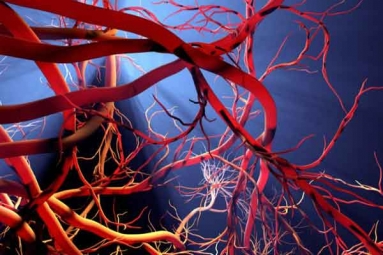 How Far can Blood Vessels stretch if laid out End to End?