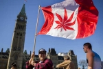 Recreational, Canada, canada senate legalizes recreational marijuana, Recreational marijuana