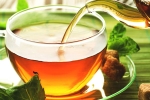 tea, herbs, is consuming tea linked to immunity, Green tea