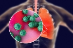 coronavirus, transmission, new studies explain how the coronavirus enters our body, Body organs