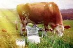 Cow Milk latest, Cow Milk breaking, ten health benefits of consuming cow milk, Older people