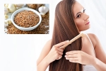 Flaxseeds breaking news, Flaxseeds latest, how flaxseeds can help for a long and healthy hair, Balanced diet