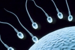 Sperm Count, Foods That Improve Sperm Count, 8 super foods to improve sperm count, Bromelain