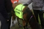 guide horse, blind man, indian origin man with eye condition to get guide horse in uk, North west