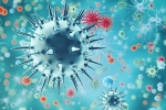 flu, new virus, a new virus discovered in china is another pandemic on the way, New virus