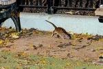 Somewhat bloodthirsty campaign, Rat Tourism in New York, must experience trend in new york city, New york city