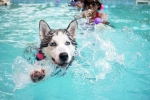 Dog Fitness doctor, Dog Fitness swimming, how can swimming boost your dog s fitness, Dogs