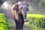 unique identification number, safety, tamed elephants in india to get unique identification numbers like aadhar, Uttarakhand