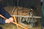 joint in texas, joint in texas, texas man goes into abandoned warehouse to smoke a joint finds tiger instead, Cannabis joint