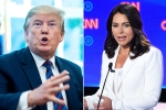 trump supporting Al-Qaeda, tulsi gabbard, trump slams tulsi gabbard for alleging that he supports al qaeda, Al qaeda