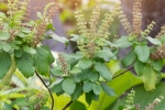 tulsi for face pimples, benefits of tulsi for skin in hindi, tulsi for skin how this indian herb helps in making your skin acne free glowing, Toner
