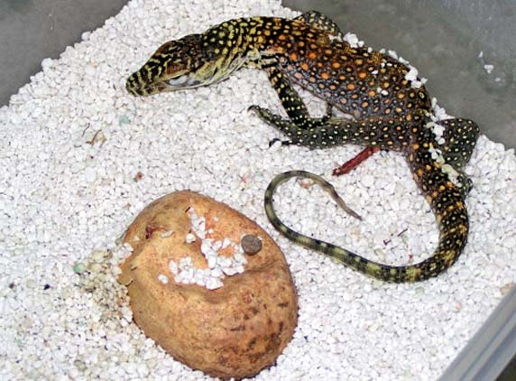 Komodo dragons - the world&#039;s largest lizards born in Indonesia zoo...